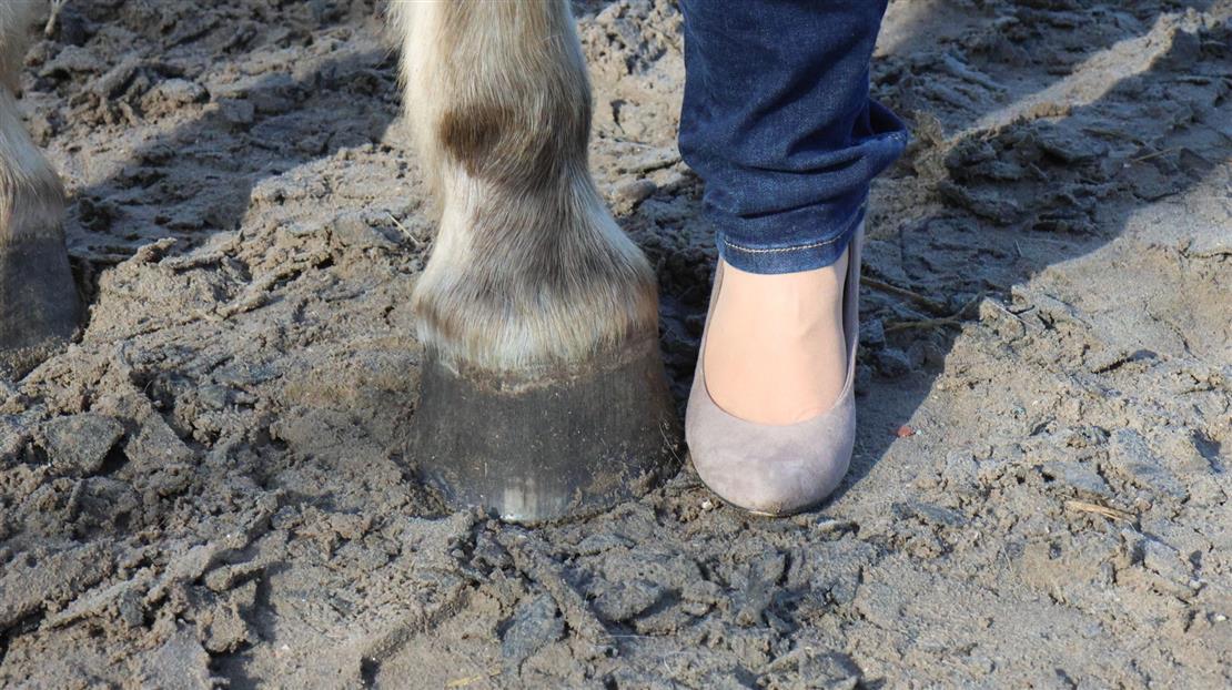Leoni Springer, Paard en Balans