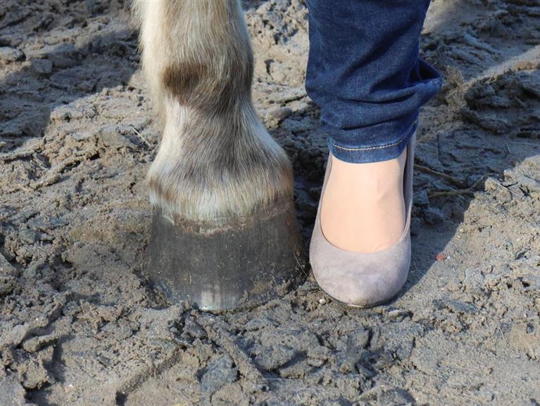 Leoni Springer, Paard en Balans